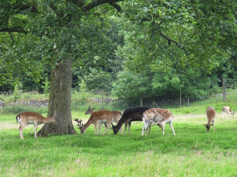 Deer at the Chestnut Centre